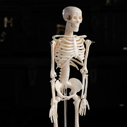 Skeletal model