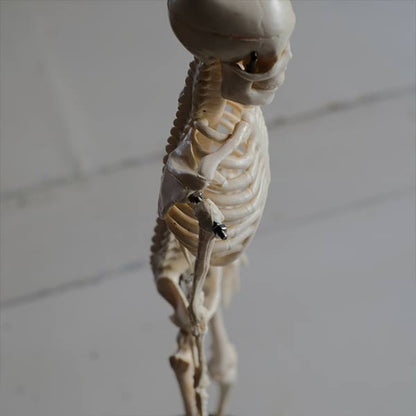 Skeletal model