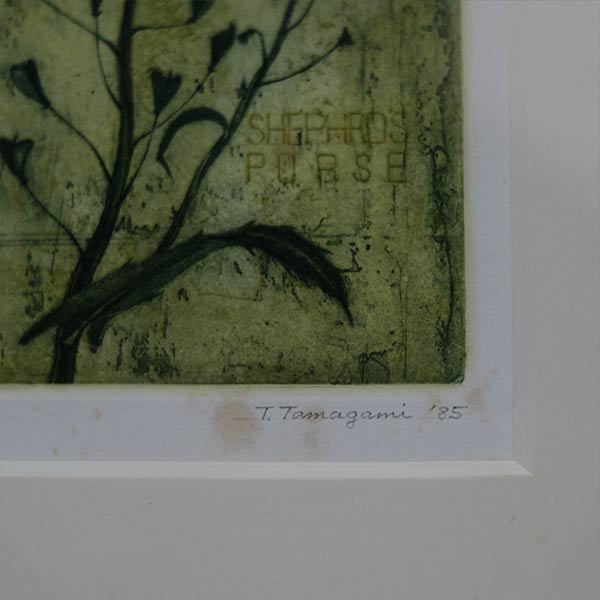Watercolor "Shepherds Purse"