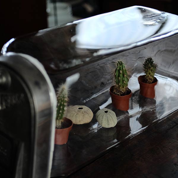 Tobacco shop jar with lid