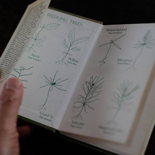The Observer's Book of Trees