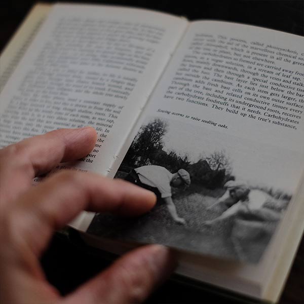 The Observer's Book of Trees