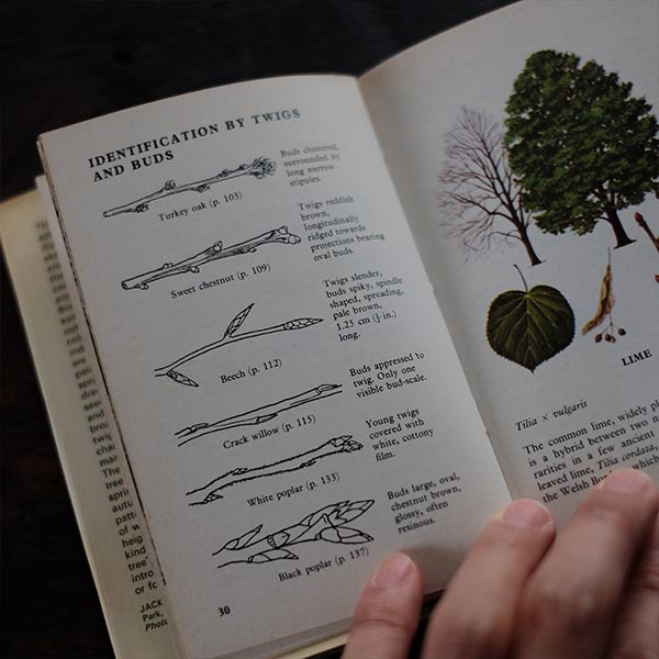 The Observer's Book of Trees
