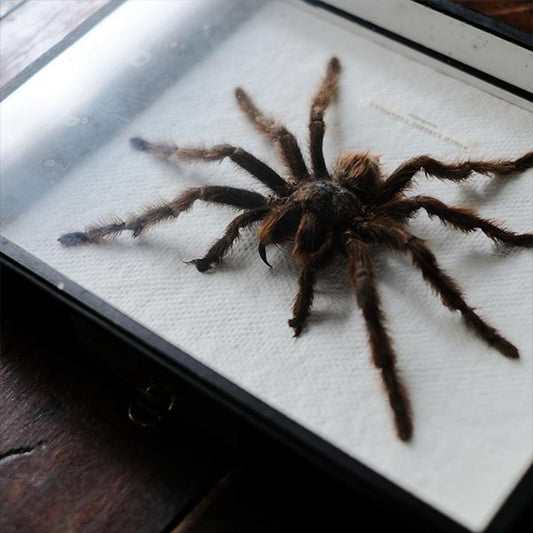 Tarantula タランチュラ 標本