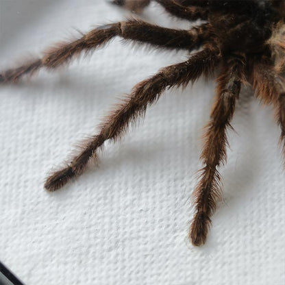 Tarantula タランチュラ 標本
